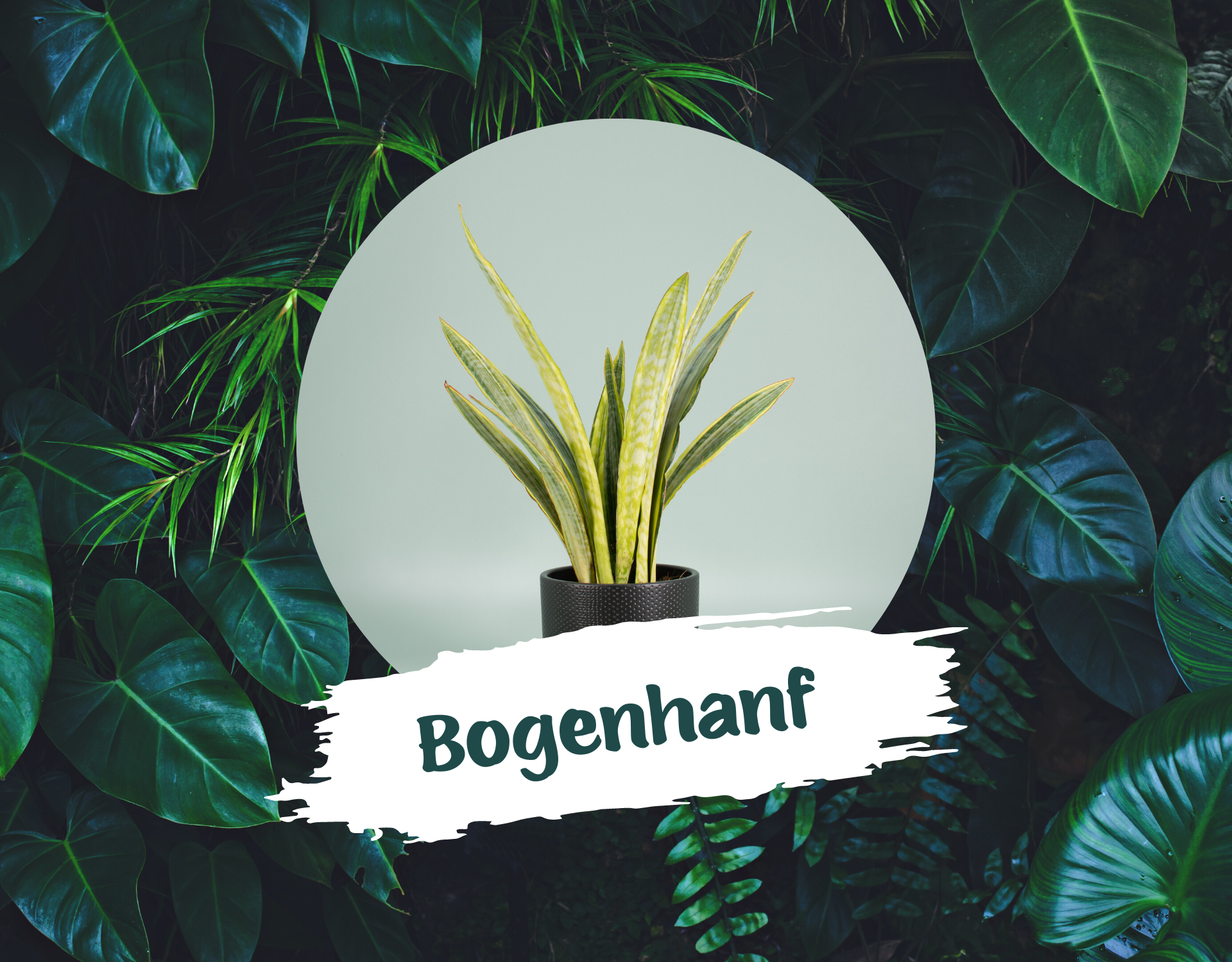 bogenhanf-pflegeleichte-zimmerpflanzen-blog