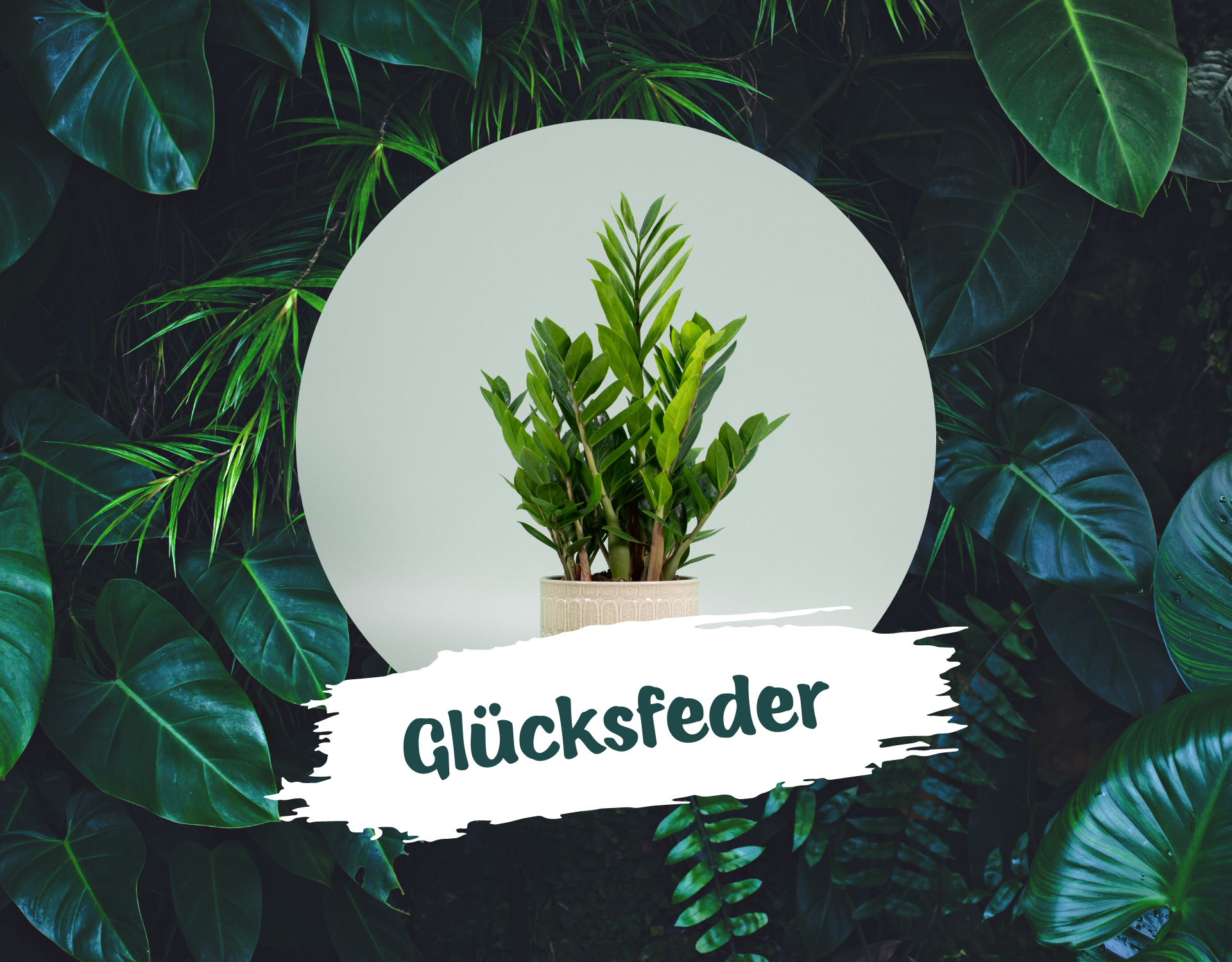 gluecksfeder-pflegeleichte-zimmerpflanzen-blog