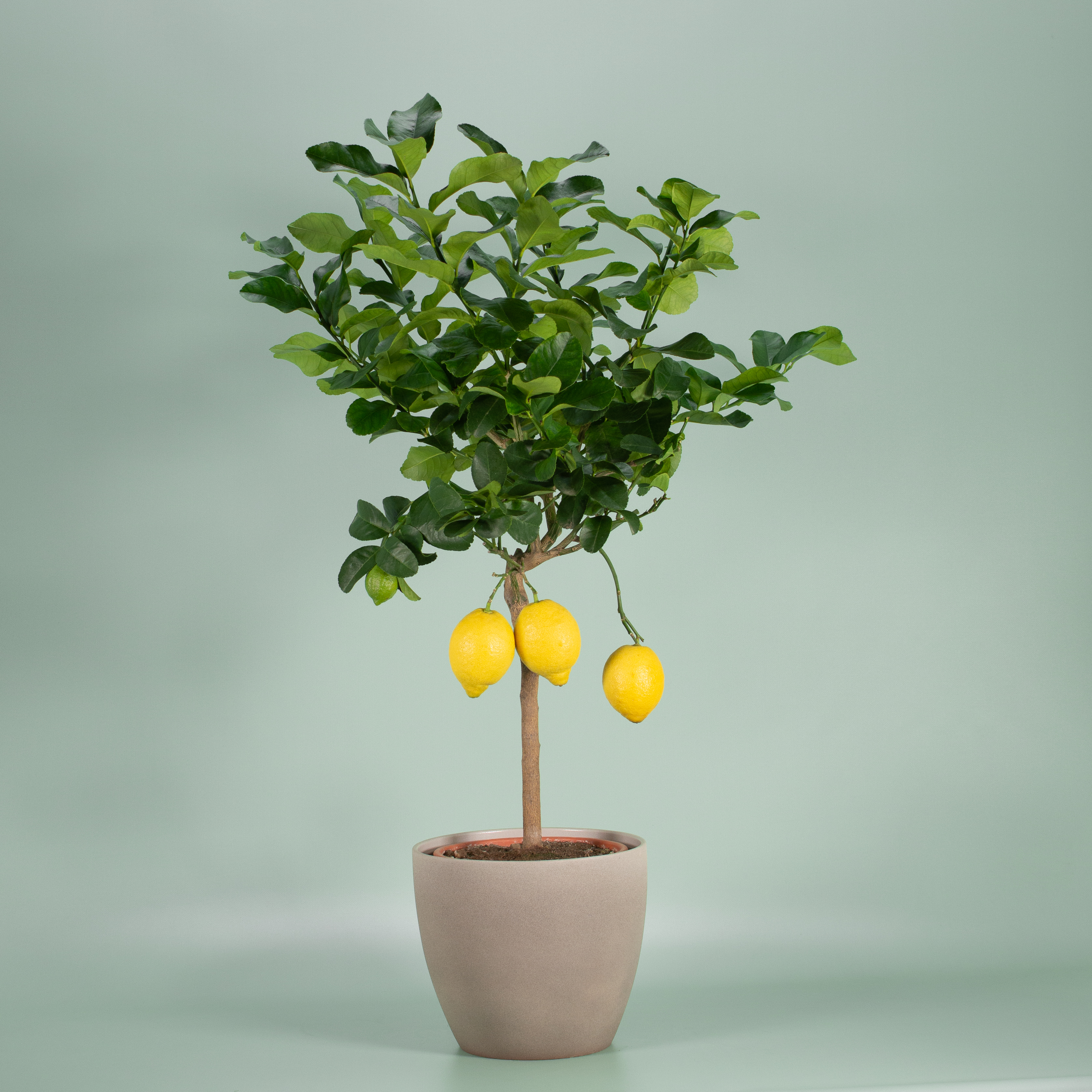 Citrus Zitronenbaum limon der ᐅ Plantaddiction |