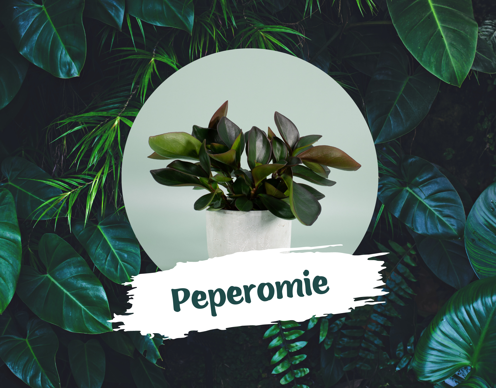 peperomie-pflegeleichte-zimmerpflanzen-blog