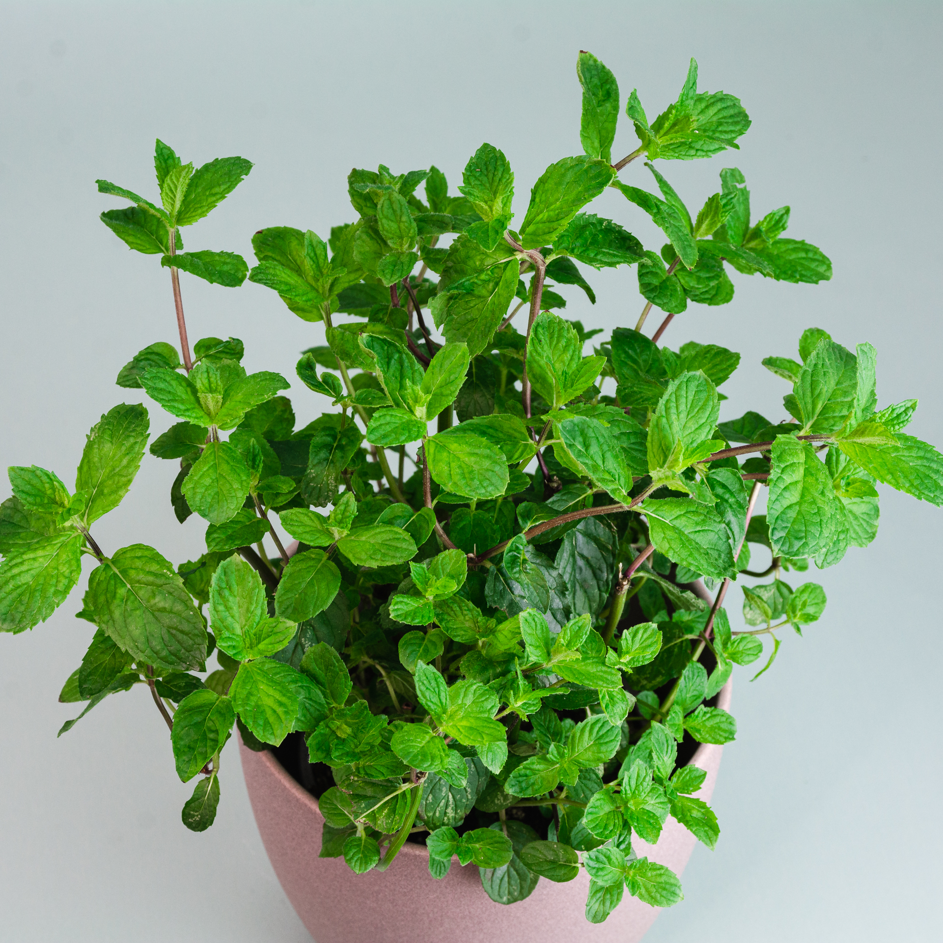 mentha-mojito-pflanze