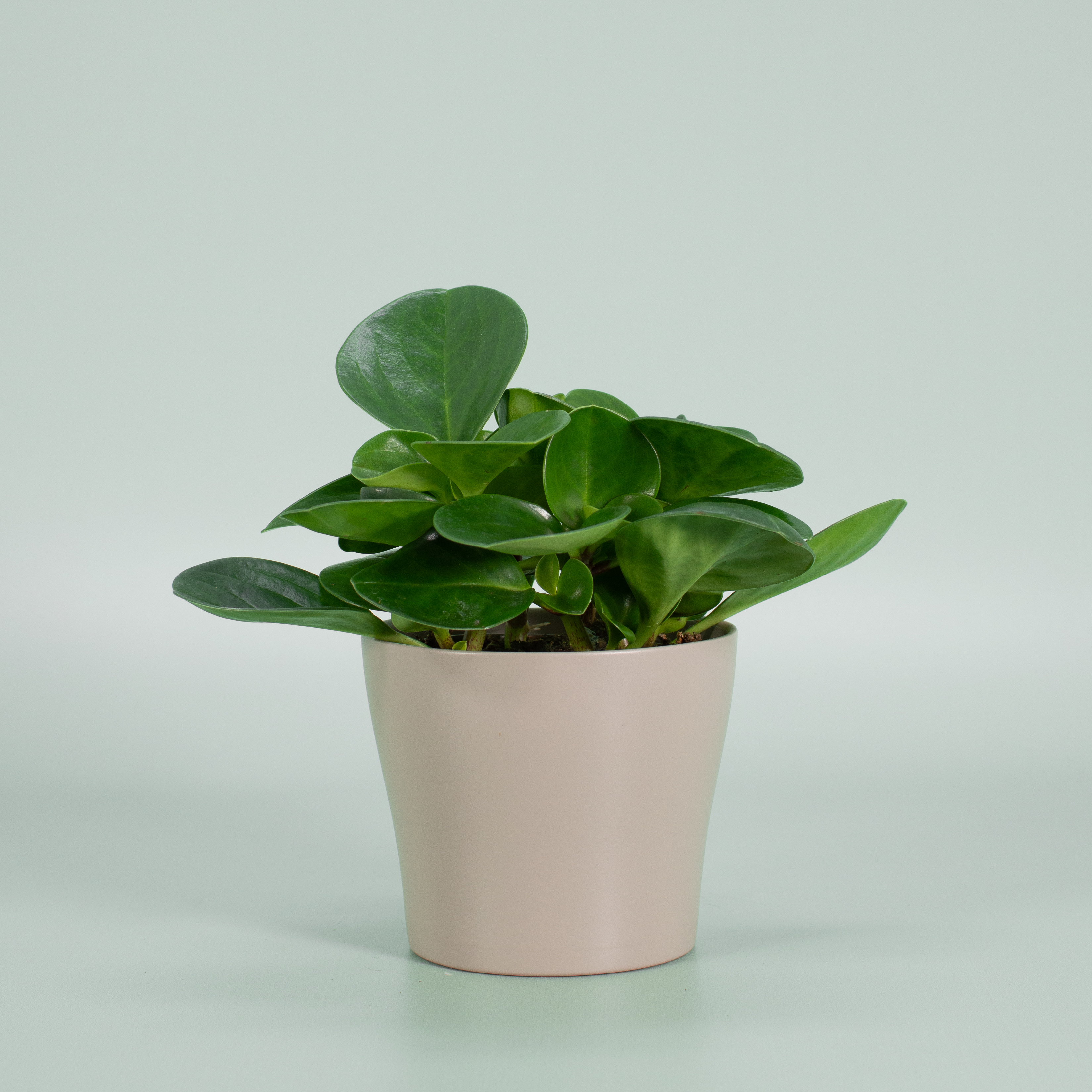 obtusifolia | Peperomia Zwergpfeffer Plantaddiction \'Green\' ᐅ